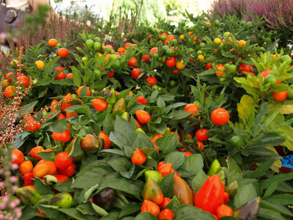 Product picture Plant with red fruit